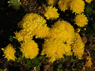 Mexican or African marigold, or tagetes erecta, yellow flowers, at a park in Attica, Greece