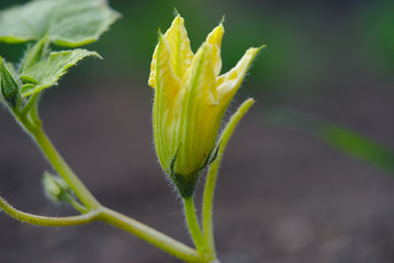 fleur de courge, jardin potager