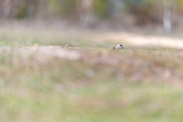A wild european ground squirrel