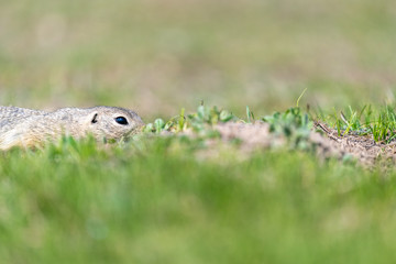 A wild european ground squirrel