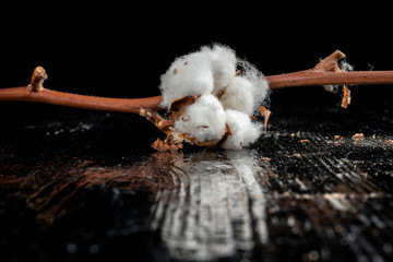 Dry blossom cotton close up on wood desk. Reflection in the table.