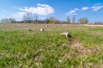 A wild european ground squirrel