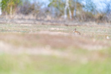 A wild young rabbit