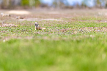 A wild european ground squirrel