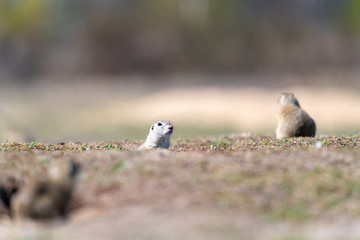 A wild european ground squirrel