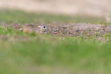 A wild european ground squirrel
