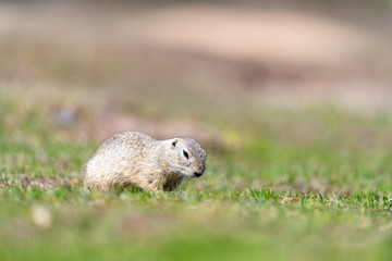 A wild european ground squirrel