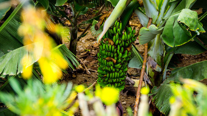 yellow flowers in the garden