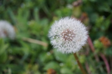 Flowers spring naturel