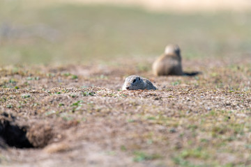A wild european ground squirrel