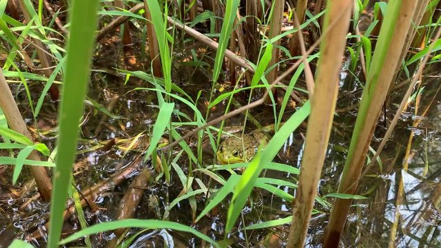 Hiding frog in grass and swamp