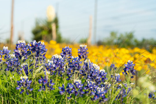 Texas Blue Bonnet Flowers with Yellow Buttercups