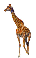 Obraz premium beautiful fractal big Giraffe isolated