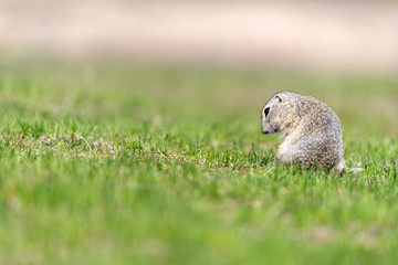 A wild european ground squirrel