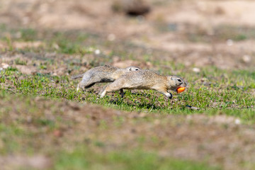 A wild european ground squirrel