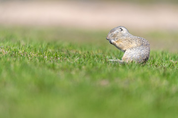 A wild european ground squirrel
