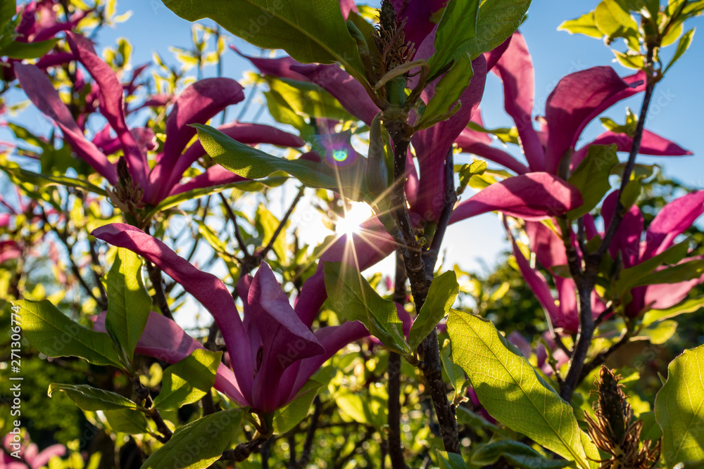 Sticker Sun shining through pink Magnolia flowers and green leaves in summer