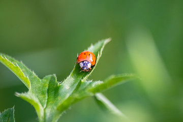 Red ladybug on a green leaf on meadow