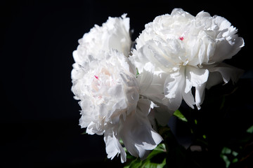 bouquet of white peonies in a transparent vase on a dark background