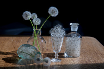 Dandelions in transparent vase against the sun