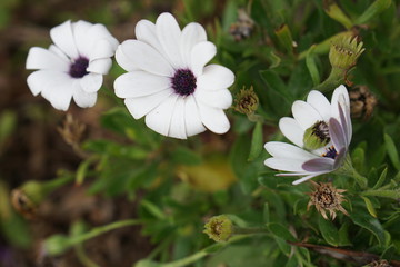 Flowers spring naturel