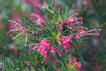 Flowers spring naturel