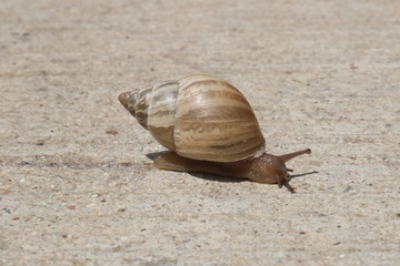 Closeup of a snail in the sun leaving a slime trail