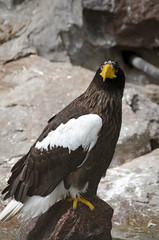 Steller's sea eagle, Moscow zoo