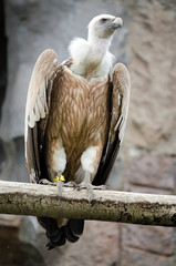Griffon Vulture sitting on a branch, wild birds in captivity