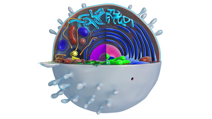 Animal cell in section, multi-colored, front view. 3D rendering