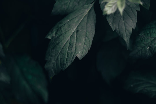 Closeup Shot Of Big Detailed Leaves With Jagged Edges – Dark Background Of Fresh Spring Plants In A Natural Environment – Beautiful Lush Vegetation In The Forest In Low Light