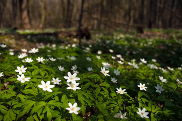 Anemone nemorosa flower in the forest in the sunny day. Wood anemone, windflower, thimbleweed. Fabulous green forest with blue and white flowers. Beautiful summer forest landscape.