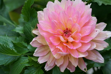 Close up of a pink Dahlia flower