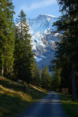 The mountain gravel road in the forest with Jungfrau peak behind the trees in Lauterbrunnen in Switzerland.