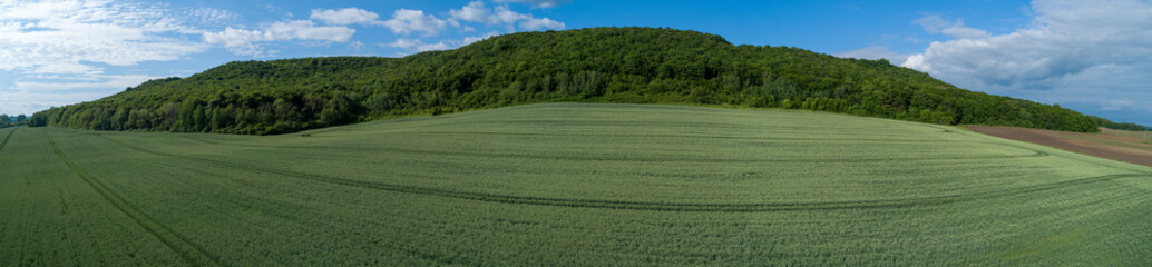 Arial green wheat field forest Pano