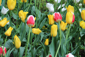 Multicolored tulips on a sick flower bed in nature