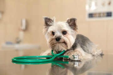 A cute dog breed Yorkshire Terrier is lying on the table with a stethoscope in a veterinary clinic..Inspection in a veterinary clinic. Happy dog vet..Blurred Background