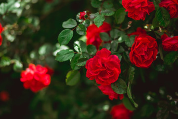 Red roses flower bush in the garden in summer. Love concept. Floristic background and space for text.