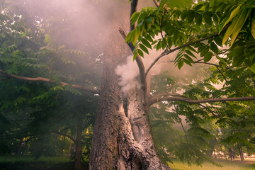 smoke comes from the tree. The trunk burns in the park