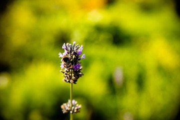 Lavender flower head on Bright green natural background.Lavender bushes closeup on sunset. Sunset gleam over purple flowers of lavender. Provence region of france..Copy space.