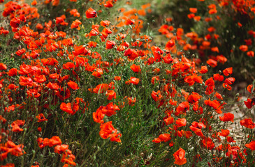 Beautiful field of red poppies. Summer floristic background. Space for text.