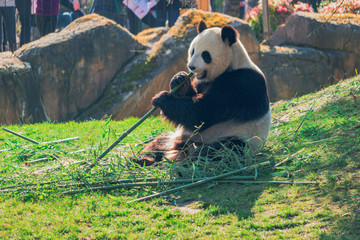 Panda Beauval © Antoine Aroles