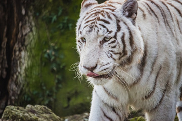 Tigre blanc Beauval