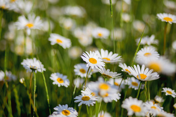 Fototapeta premium Chamomile in the field. A beautiful nature with blooming Chamomile. Spring floral landscape. Summer daisy.