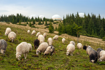 Mountain landscape with herd of sheep graze on green pasture in the mountains. Young white and...