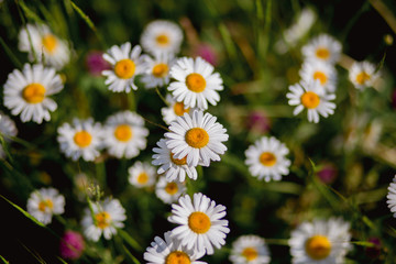 Chamomile in the field. A beautiful nature with blooming Chamomile. Spring floral landscape. Summer daisy.