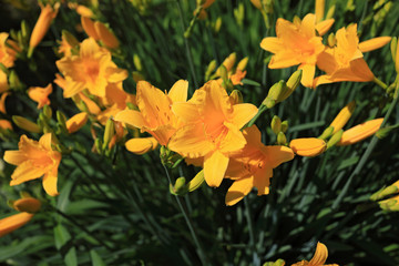 Blooming shrub of an orange daylily