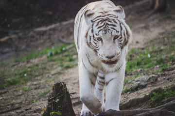 Fototapeta na wymiar Tigre blanc Beauval