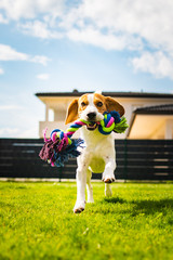 Beagle dog running with a toy in garden, towards the camera