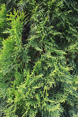 Texture of green thuja leaves